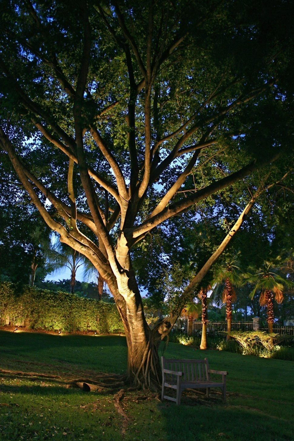 Appealing Lighting Tree Ideas Delectable Outdoor Lights Creative For Throughout Hanging Outdoor Lights On Trees (View 15 of 15)