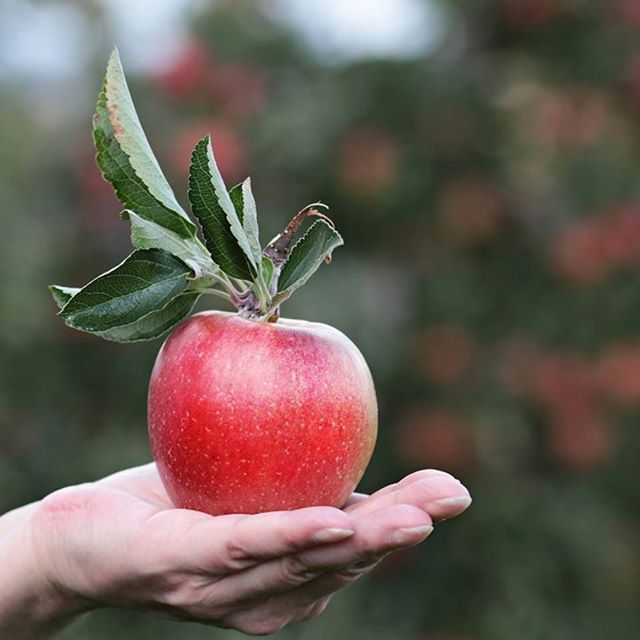 Admin – Wheaty – Vegan Meat Alternatives Regarding Red Delicious Apple 3 Piece Curtain Tiers (Photo 41 of 50)