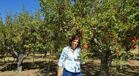Picking Apples In Oak Glen, Calif. | 4 Things To Do While For Apple Orchard Printed Kitchen Tier Sets (Photo 48 of 50)