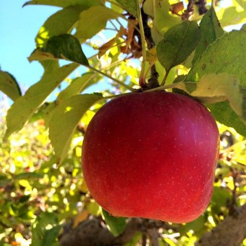 Picking Apples In Oak Glen, Calif. | 4 Things To Do While Within Apple Orchard Printed Kitchen Tier Sets (Photo 14 of 50)