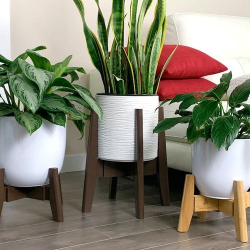 Featured Photo of 15 Collection of 10 Inch Plant Stands