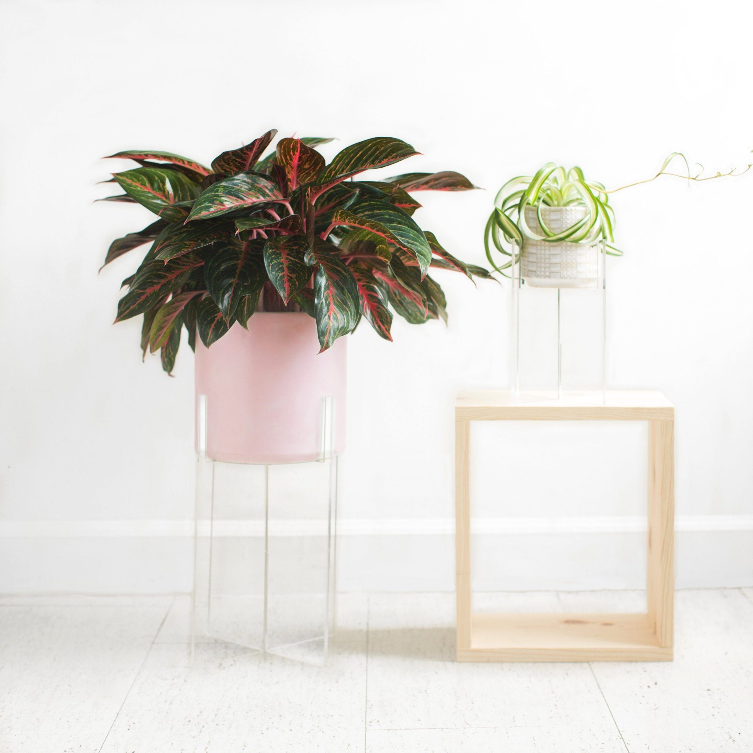 Clear Plant Stand – Etsy Intended For Crystal Clear Plant Stands (View 11 of 15)