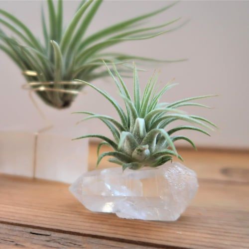 Clear Quartz Dream Manifestation Crystal And Live – Etsy Within Crystal Clear Plant Stands (View 6 of 15)