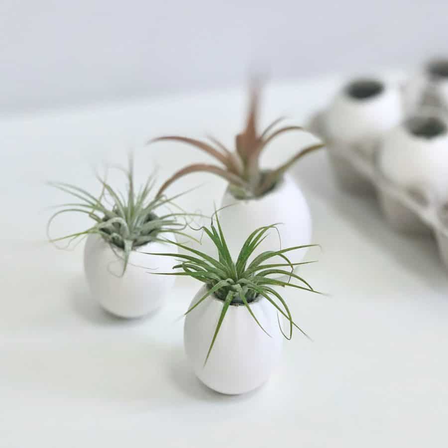 Concrete Eggshell Planters For Air Plants – Artsy Pretty Plants Intended For Eggshell Plant Stands (View 13 of 15)