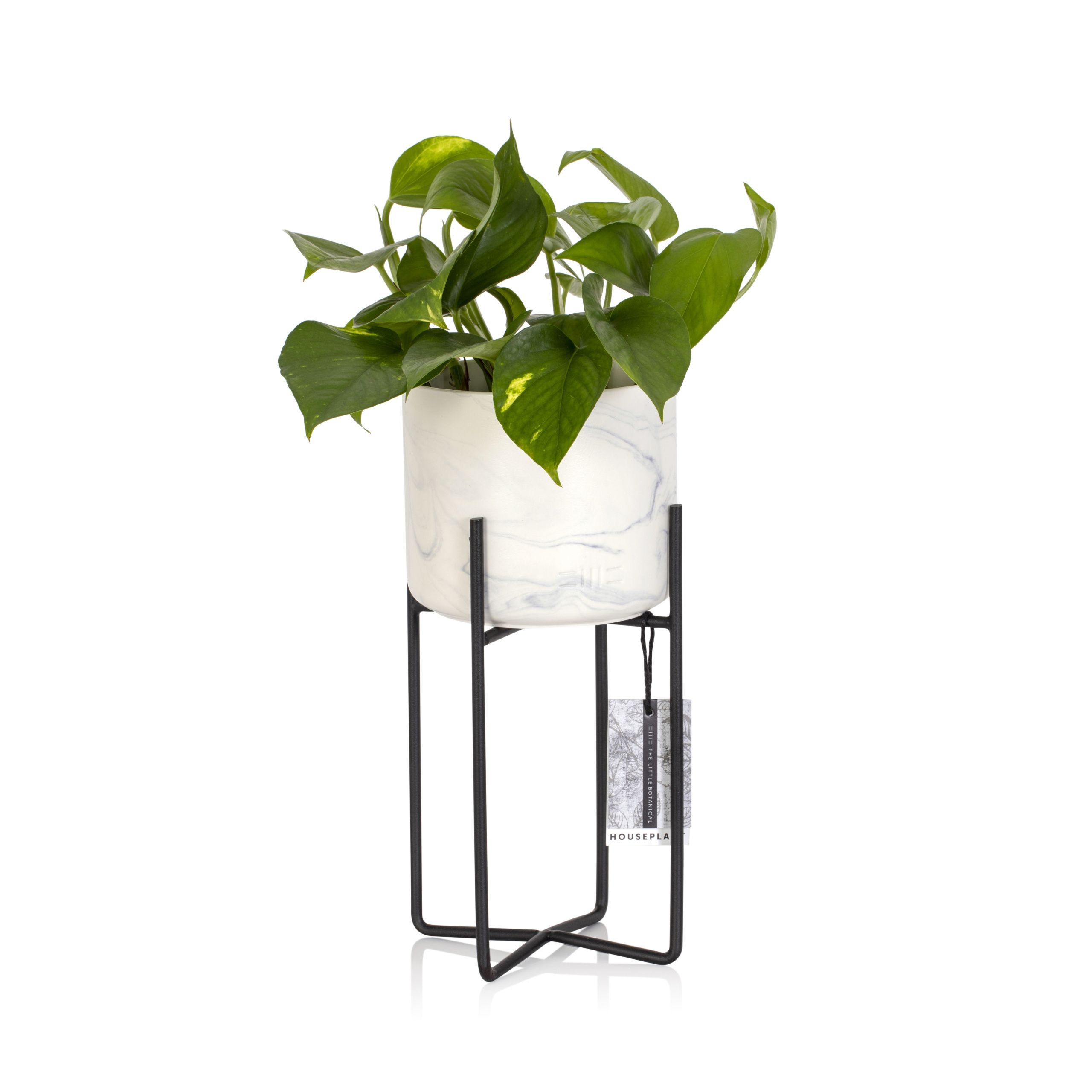 Devil's Ivy Houseplant In Marble Planter With Stand | Houseplants Online Regarding Ivory Plant Stands (Photo 5 of 15)