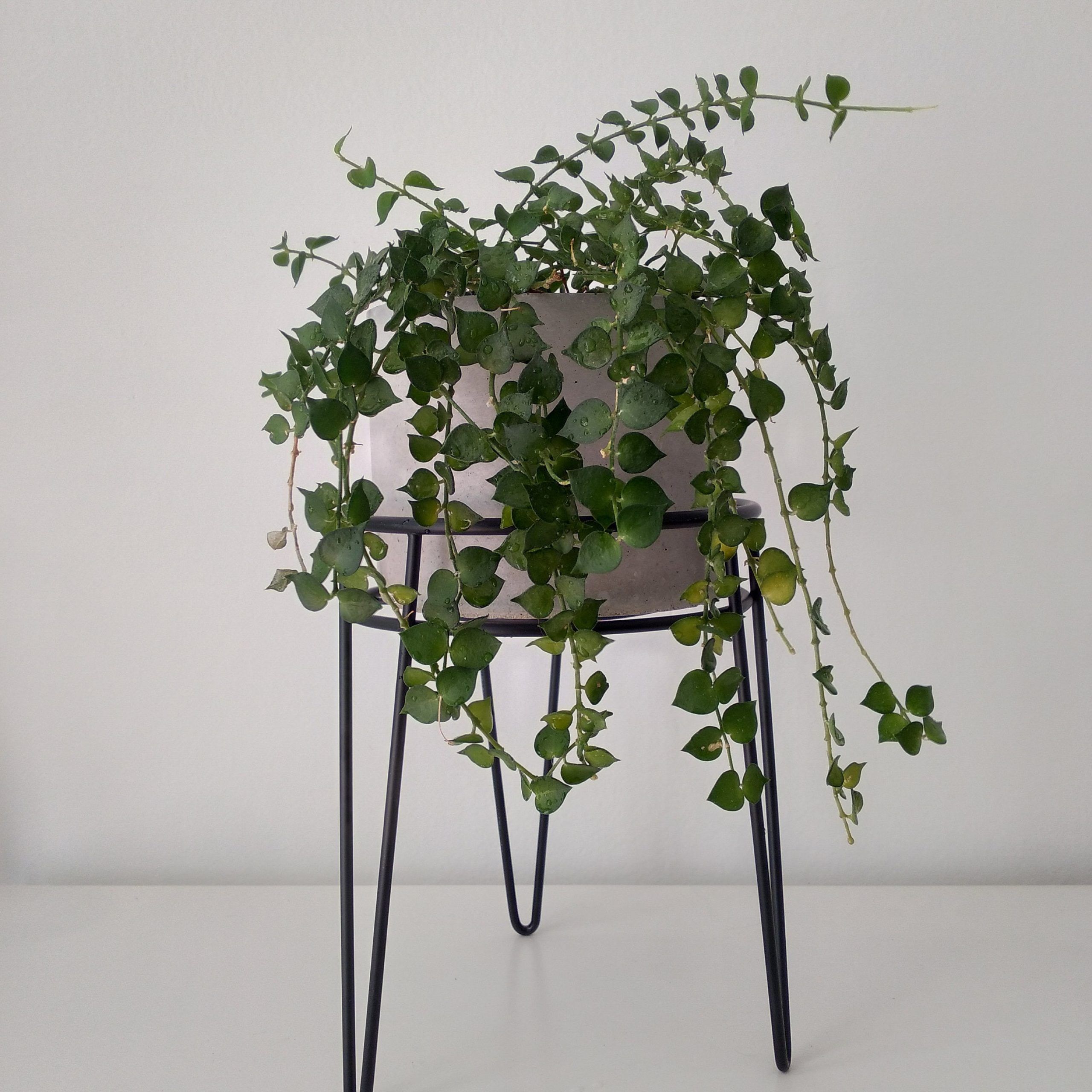 Gray Plant Stand – Etsy With Regard To Ancient Grey Plant Stands (Photo 11 of 15)