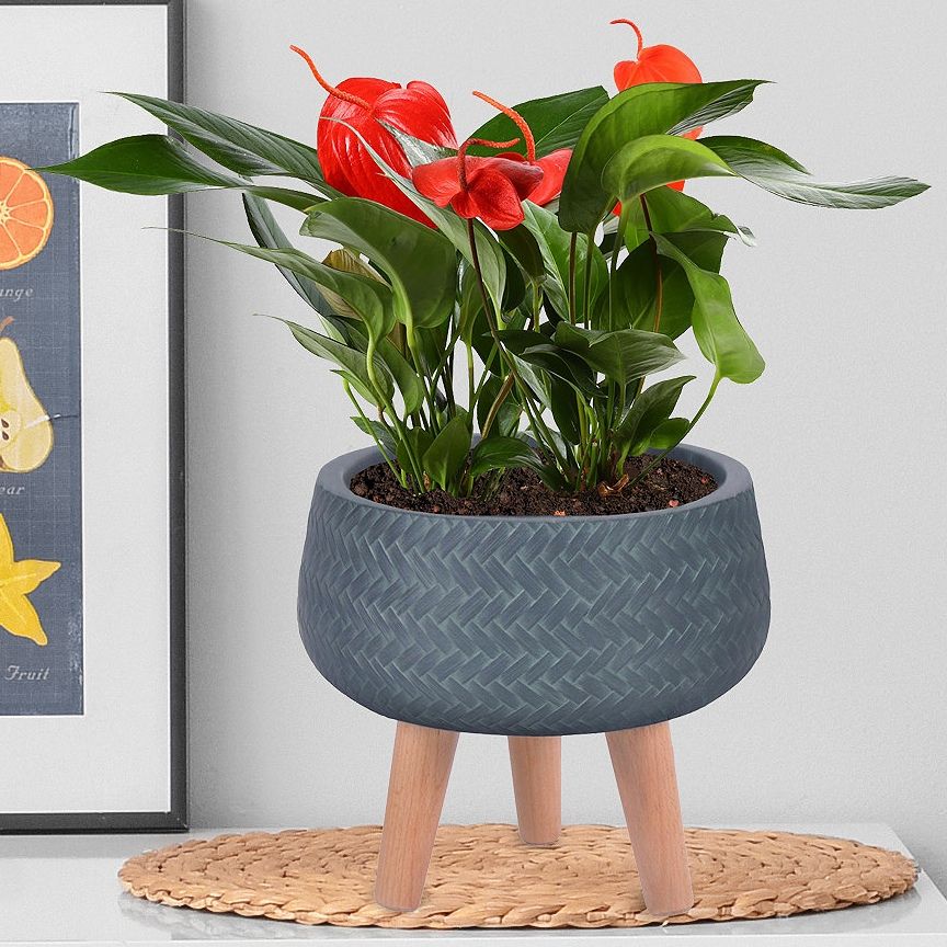 Plaited Style Slate Grey Bowl Planter On Legs, Round Pot Plant Stand Indoor  D24 H23 Cm, 4.2 Ltrs Cap. Buy From £12.60 – Idealist Lite Inside Plant Stands With Flower Bowl (Photo 5 of 15)