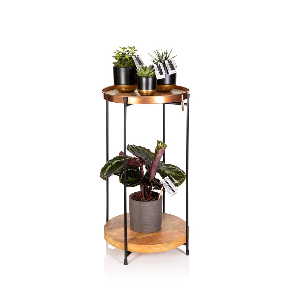 Plant Stand Table With Plants | Online Uk Houseplants & Accessories With Regard To Plant Stands With Table (Photo 1 of 15)