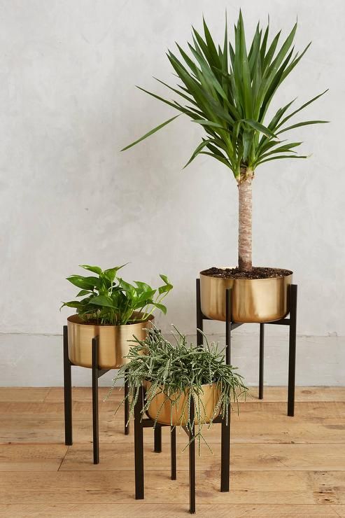 Rossum Brass Metallic Plant Stands Pertaining To Brass Plant Stands (Photo 3 of 15)