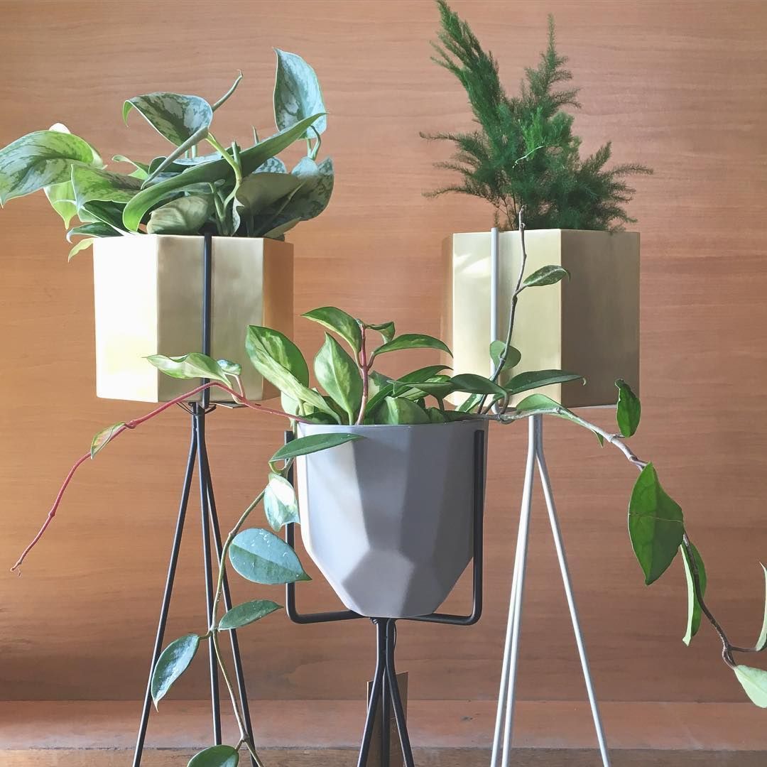 S P R O U T C H I C A G O On Instagram: “sexy Brass Hexagon Planters Sit  Pretty In Our New Plant Stands! Straight Outta Denmar… | Plants, Plant Stand,  Green Living Throughout Hexagon Plant Stands (View 6 of 15)