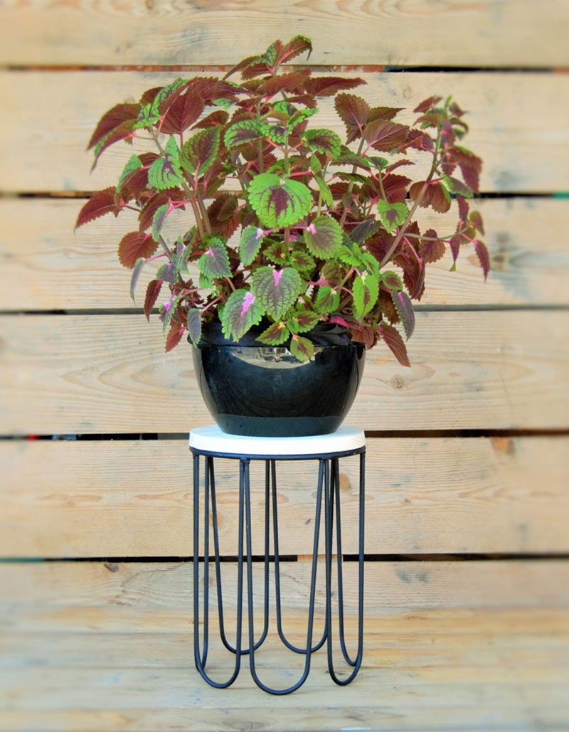 These 13 Modern Plant Stands Put Your Favorite Plants On Display With Iron Base Plant Stands (View 11 of 15)
