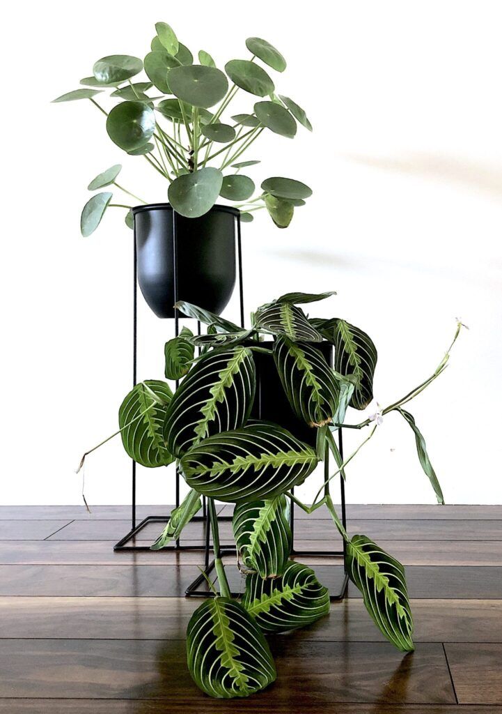 Unique Plant Stands Ideas For Your Home – My Tasteful Space Inside Ivory Plant Stands (View 8 of 15)