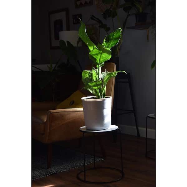 Vigoro 15 In. Marble Look Top Indoor Black Plant Stand 710267000 – The Home  Depot In Black Marble Plant Stands (Photo 10 of 15)