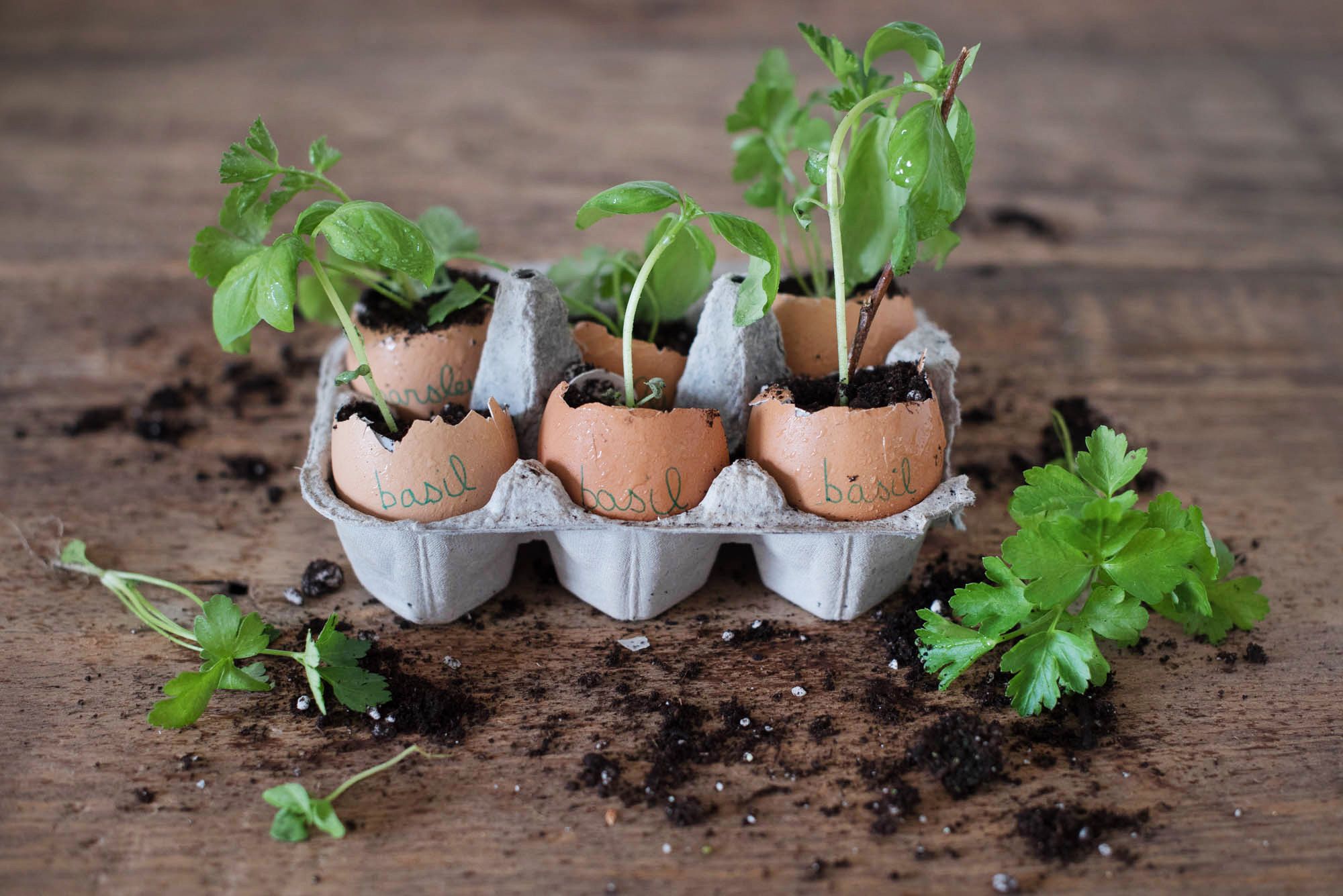 We Tried This: Egg Shell Planters – Garden Collage Magazine In Eggshell Plant Stands (View 11 of 15)