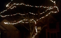 Hanging Lights on Large Outdoor Tree