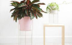 Clear Plant Stands