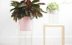 Acrylic Plant Stands